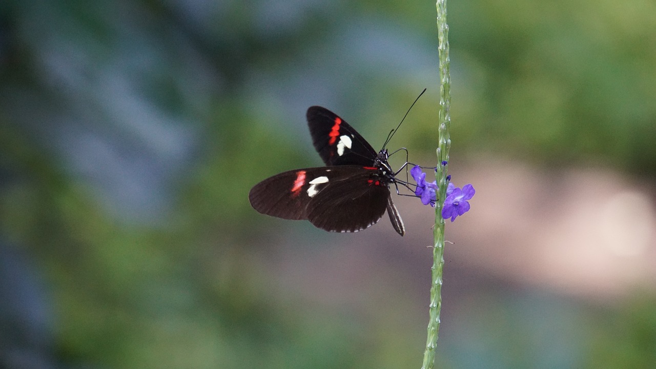 Biodiversity on the Edge: What Can We Do to Protect It?